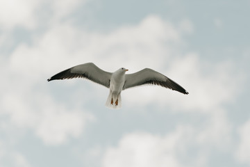 A seagull in flight with the blue sky and clouds on the background on a sunny day. Photo from below