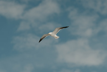 Fototapeta na wymiar A white seagull flies fast with clouds on the background on a sunny day. Photo from below