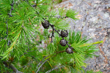young pine cones on a branch against a stone background