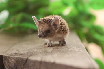 a hedgehog stands on a bench © alex