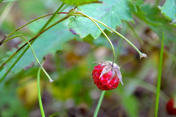 Obraz premium lone forest berry, close-up, summer season