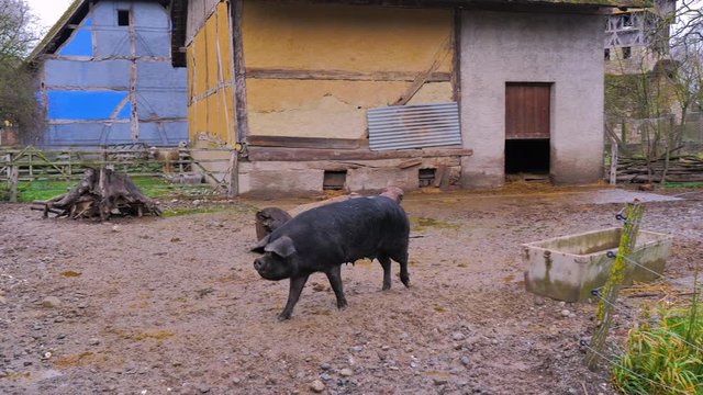 Peque&ntilde;a cerda negra correteando en la granja con casas entramadas