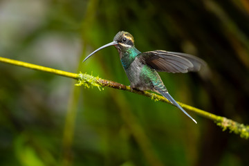 White-whiskered hermit (Phaethornis yaruqui) is a hummingbird that is found in Colombia and Ecuador