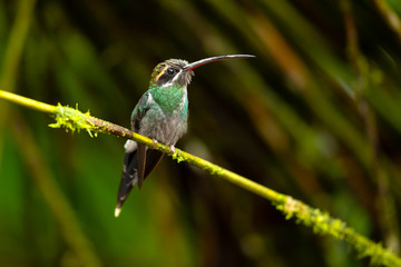 Fototapeta na wymiar White-whiskered hermit (Phaethornis yaruqui) is a hummingbird that is found in Colombia and Ecuador