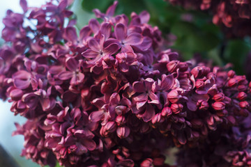Blossoming decorative lilac tree on spring