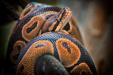 closeup of a snake