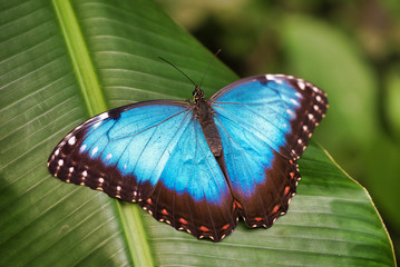Fototapeta premium butterfly on leaf