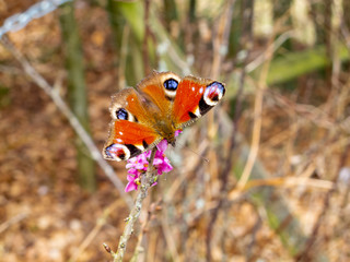 Adorable peacock butterfly, Aglais io or European peacock perched on an April bush branch with purple blossoms