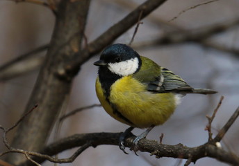 Naklejka premium Great tit on branch background, Parus major