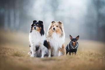 Dog pack - on meadow