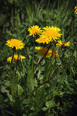 Gula maskrosor