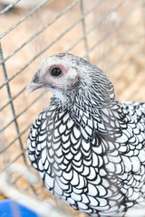 pollo 