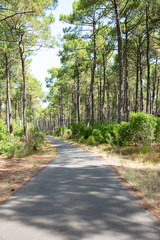 Obraz premium Las Landes w pobliżu wybrzeża Basków i Mimizan Plage ze wspaniałą ścieżką rowerową