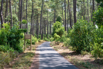 La forêt des landes proche de la côte basque et mimizan plage et sa magnifique piste cyclable