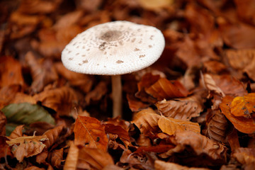 mushroom in forest