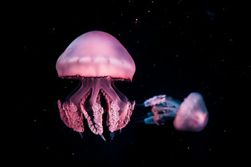 jellyfish in water © MOHAMED_TAZI