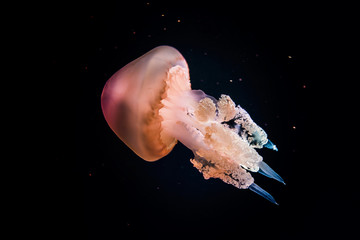 jellyfish in water