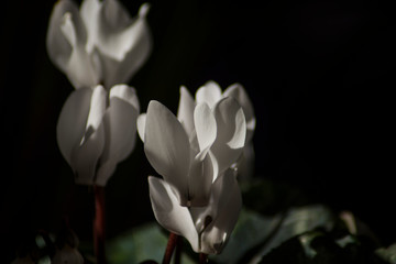 white cyclamen petals on black background