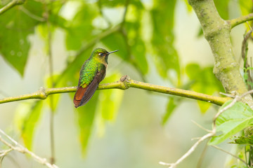 Tyrian metaltail (Metallura tyrianthina) is a species of hummingbird in the family Trochilidae. It is found in Bolivia, Colombia, Ecuador, Peru, and Venezuela.