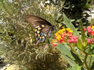 Butterfly on Leaf