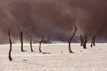 Silhouettes of dry hundred years old trees in the desert among red sand dunes and whirlwind....