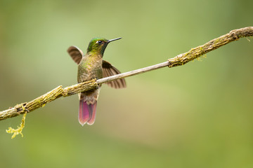 Tyrian metaltail (Metallura tyrianthina) is a species of hummingbird in the family Trochilidae. It is found in Bolivia, Colombia, Ecuador, Peru, and Venezuela.
