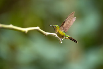 Tyrian metaltail (Metallura tyrianthina) is a species of hummingbird in the family Trochilidae. It is found in Bolivia, Colombia, Ecuador, Peru, and Venezuela.