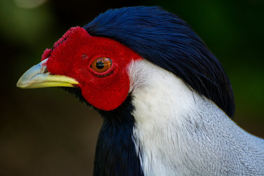 Bird 353