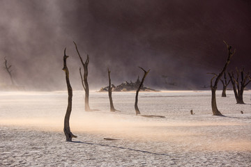 Silhouettes of dry hundred years old trees in the desert among red sand dunes and whirlwind....