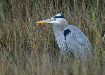 Great Blue Heron stalking its prey in a marsh