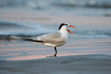 Royal Tern yawning on a Georgia beach in winter