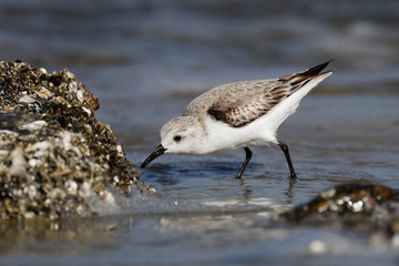 Sanderling foraging on an oyster bed in winter
