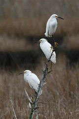 Group of three Snowy Egrets perched on a branch