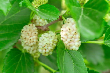 Ripe mulberry berry on a tree branch close-up. Ripe beautiful mulberry berry on a tree branch close-up.