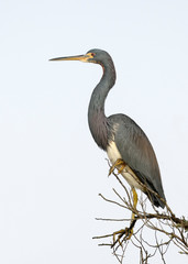 Tricolored Heron perched on a dead branch