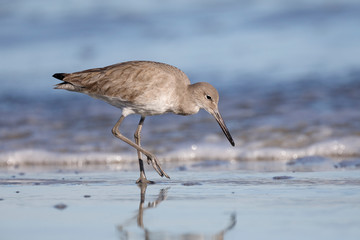 Willet foraging on a beach in winter