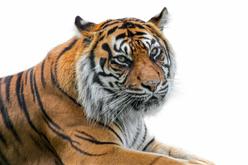 Obraz premium Sumatran tiger (Panthera tigris sondaica) close-up portrait, native to Sumatra, Indonesia against white background