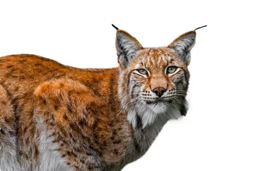 Fotobehang Euraziatische lynx (Lynx lynx) close-up portret tegen witte achtergrond © Philippe