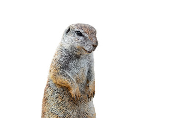Cape ground squirrel (Xerus inauris) native to Southern Africa against white background