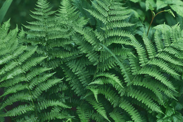 Fototapeta na wymiar beautiful fern leaves close-up. mystical background of dark green color