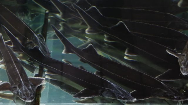 Live young sterlet sturgeons swimming in aquarium in fish store