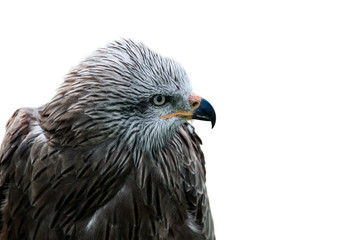 Black kite (Milvus migrans), close up of head against white background
