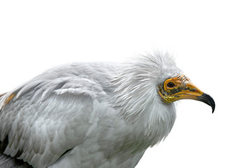 Egyptian vulture / white scavenger vulture (Neophron percnopterus) close up against white background