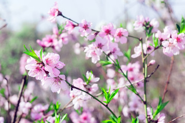 Branches with beautiful pink flowers Peach against the blue sky. Selective Focus. Peach blossom in the sunny day.