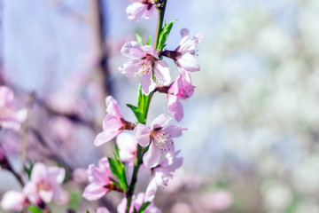 Close-up shot of pink blossoming branch on a background of delicate pink blurred flowers. Selective focus