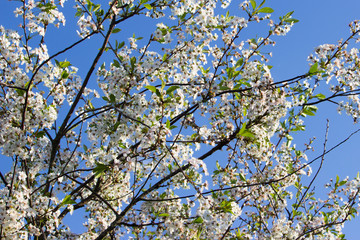 Flowering branch of apple tree on a blue sky.