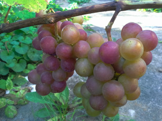 Pink brush of grapes on a branch