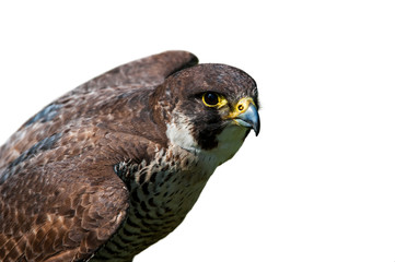 Peregrine falcon (Falco peregrinus), close up of bird spreading wings against white background