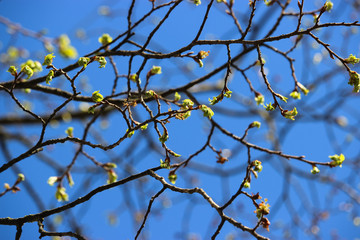 Flowering branch of apple tree on a blue sky.