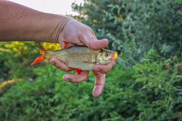 fish on a hook in the fisherman's hand